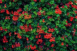 kleurrijke bloemenachtergrond foto