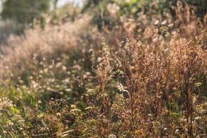 tafereel met wild gras Aan een zon licht foto