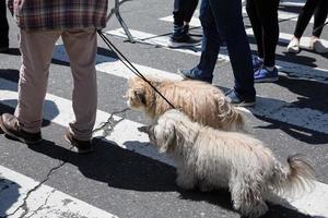 honden Aan de straten van nyc foto