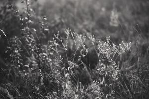 tafereel met wild gras Aan een zon licht foto