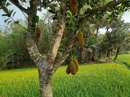 jackfruits hangende Aan de boom. jackfruit is de nationaal fruit van bangladesh, Azië. het is een seizoensgebonden zomer tijd fruit. heerlijk jackfruit fruit groeit Aan de boom foto