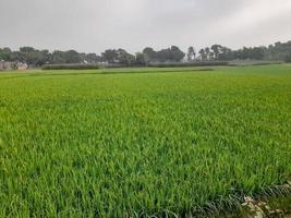 landschap met mooi rijstveld fild van de dorp van kushtia, bangladesh, Azië. lief natuur. foto