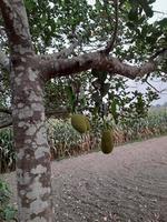 jackfruits hangende Aan de boom. jackfruit is de nationaal fruit van bangladesh, Azië. het is een seizoensgebonden zomer tijd fruit. heerlijk jackfruit fruit groeit Aan de boom foto