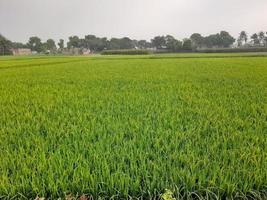 landschap met mooi rijstveld fild van de dorp van kushtia, bangladesh, Azië. lief natuur. foto