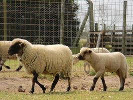 schapen boerderij in pampa Argentinië, provincie van de kerstman fe foto