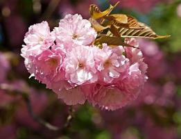 sakura. kers bloesems in lente foto