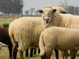 schapen boerderij in pampa Argentinië, provincie van de kerstman fe foto