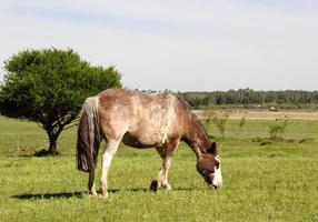 paarden begrazing in de weide in voorjaar foto