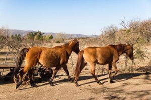 paarden dat rennen vrij door de veld- foto