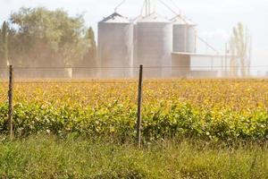 soja plantage in de veld- met onscherp silo's in de achtergrond foto