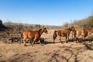 paarden dat rennen vrij door de veld- foto