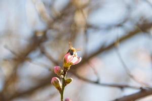 een bij Aan de perzik bloesem in voorjaar foto