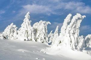 besneeuwd landschap Aan brocken berg in harz nationaal park Duitsland foto
