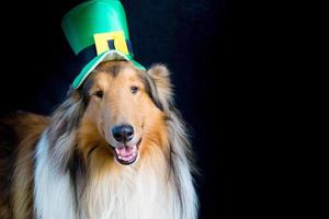 portret van een ruw collie hond met heilige Patrick dag top hoed foto