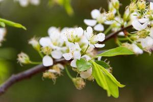 wit gebloeid Afdeling van Pruim in voorjaar foto