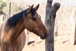 portret van bruin paard in de veld- foto