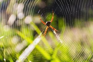 een argiope lobata pallas spin, Aan haar web in de tuin foto