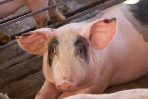 industrieel varkens broederij naar consumeren haar vlees foto