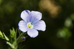 detail van de vlas bloem in de tuin foto