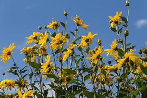 geel bloemen van de tuin zonnebloem, helianthus tuberosus of Jeruzalem artisjok foto