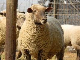 schapen boerderij in pampa Argentinië, provincie van de kerstman fe foto