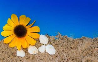 minimalistische achtergrond vertegenwoordigen de zomer met slakken mosselen stofbril en zand Aan hemel- foto