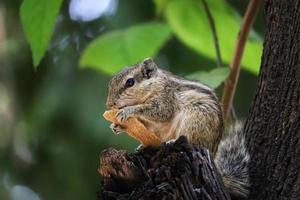 detailopname schot van een op zoek Indisch palm eekhoorn aan het eten brood tegen een groen wazig achtergrond foto
