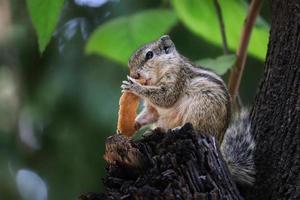 detailopname schot van een op zoek Indisch palm eekhoorn aan het eten brood tegen een groen wazig achtergrond foto