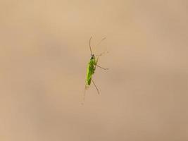 dichtbij visie van macrolophus pygmaeus insect foto