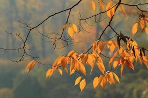 detailopname van esdoorn- bladeren gedurende herfst foto