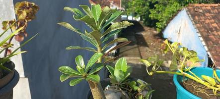 adenium zwaarlijvig fabriek in een pot foto