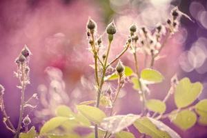 dichtbij omhoog roos bloemknoppen met zon schittering concept foto