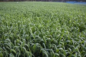 groen gras met dauw druppels winter ochtend- . natuurlijk tarwe fabriek achtergrond foto