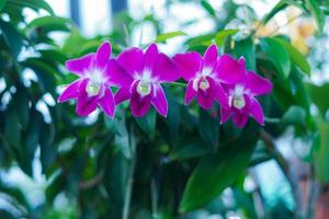 orchidee bloeien in de botanisch tuin 01 foto