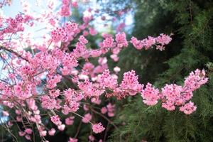 prunus cerasoides Bij Chiang mai Thailand foto