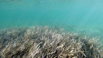 Sardinië kristal water onderwater- visie terwijl duiken foto