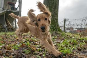 gelukkig puppy hond cocker spaniel jumping foto