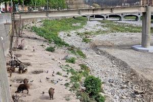 varkens koorts wild zwijn in Genua stad- bisagno rivier- stedelijk dieren in het wild op zoek voor voedsel in vuilnis en resting foto