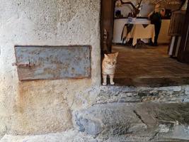 kat buiten san fruitig taverne foto