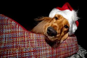 aanbiddelijk de kerstman gekleed puppy hond Kerstmis Kerstmis foto