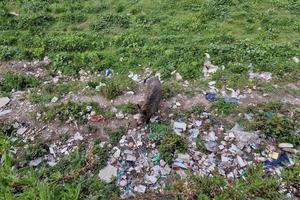 varkens koorts wild zwijn in Genua stad- bisagno rivier- stedelijk dieren in het wild op zoek voor voedsel in vuilnis en resting foto