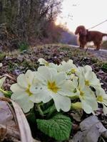 sleutelbloem bloem in begin van voorjaar foto