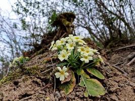 sleutelbloem bloem in begin van voorjaar foto