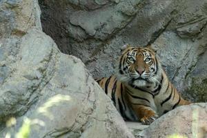 Sumatra tijger portret dichtbij omhoog terwijl op zoek Bij u foto