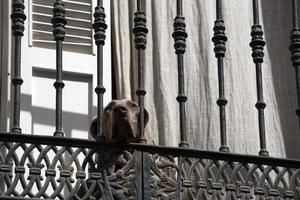 eenzaam hond aan het wachten Bij de balkon foto