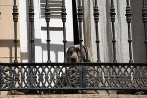 eenzaam hond aan het wachten Bij de balkon foto