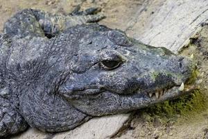 groot enorm krokodil na lunch foto