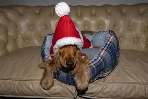 aanbiddelijk de kerstman gekleed puppy hond Kerstmis Kerstmis foto