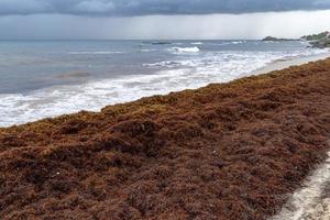 caraïben zanderig strand gedekt door sargasso algen in tulum foto