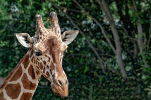 Tanzania giraffe dichtbij omhoog portret foto